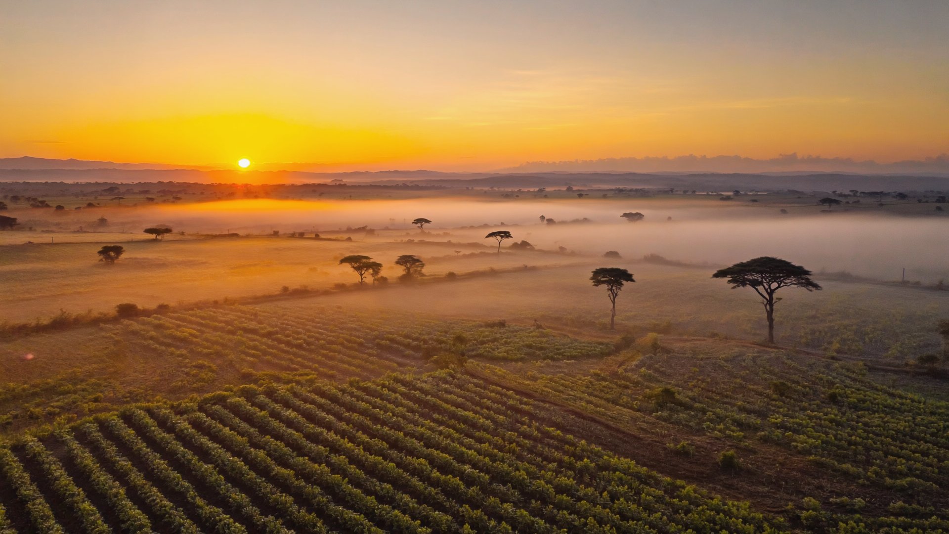 Dawn breaking over the XRPL fields